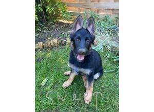 Health checked German Shepherd Puppies READY TO GO