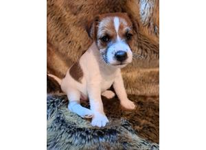 Jack Russell x wire fox terrier puppies for sale