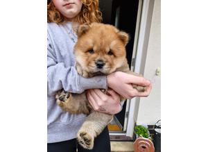 1 REDUCED 9 week Red Female Chow Chow ready for forever home