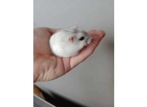 Dwarf hamsters very tame