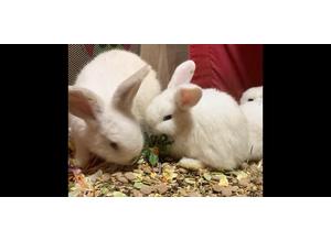 Bunnies looking for new homes