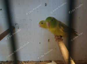 Parrotlets