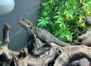 Australian Water Dragons