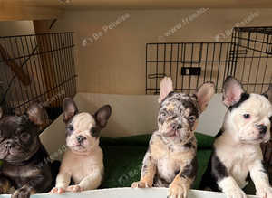 **READY TO WALK** French bulldog girls available **READY NOW**