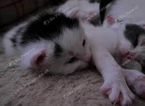 I have one girl sisters left now for new homes