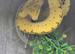 Biak Green Tree Oython at Birmingham Reptiles