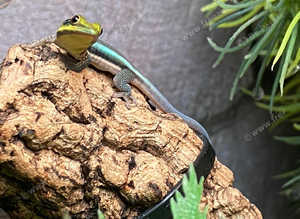 Neon Day Geckos at Birmingham Reptiles