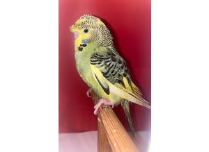 Hand Reared Black Wing Mutation Baby Budgies