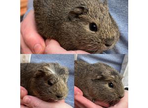 Young Male Guinea Pigs