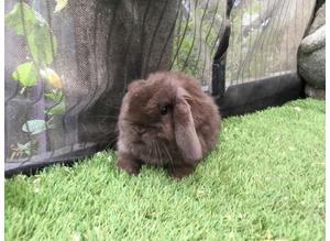 Chocolate and chocolate torte mini lop baby rabbits *READY SOON*
