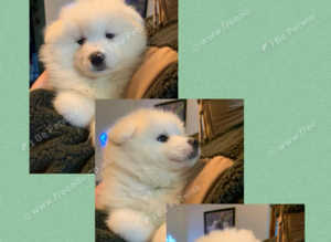 Samoyed puppies