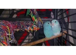 Blue Parrotlets for sale *semi tamed*