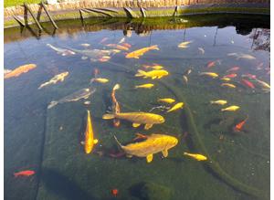 Rehoming any pond fish koi and pond equipment clearance