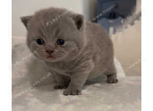 Gorgeous BSH kitten ready to reserve- GCCF ACTIVE