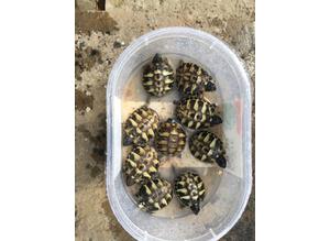 Baby Hermanns tortoises for sale