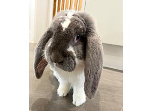 Very friendly French lop buck for sale