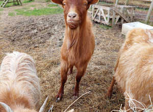 Golden guernsey wethers