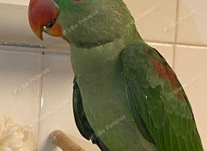 Stunning young alexandrine parrot for sale