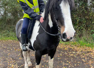 Cobs available to ride. Arborfield Berkshire