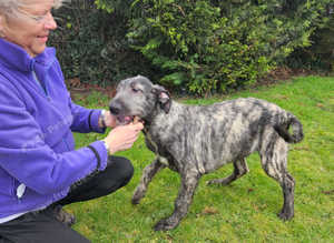 Irish wolfhound