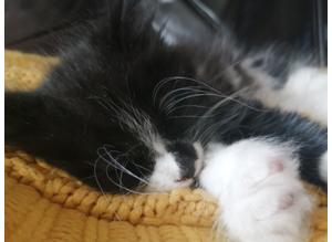 Figgy a beautiful fluffy black and white kitten in need of a loving home