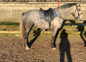 14.3 connemara gelding