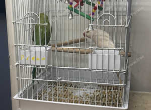 Combined- Two parakeets parrots Indian ringneck with cage, food and accessories