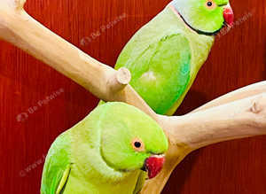 Beautiful breeding Indian ringnick pair