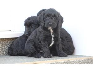 Stunning F1 Cavapoo puppies for sale GIRLS ONLY