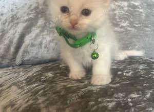 Beautiful  healthy super cute ragdolls