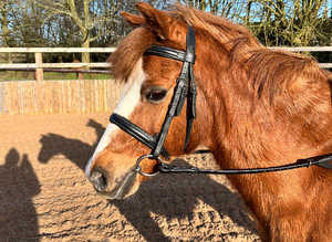 12.1 Sec B Pony