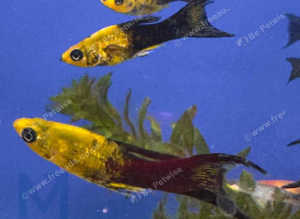 Black gold Lyretail mollies