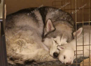 Siberian Husky