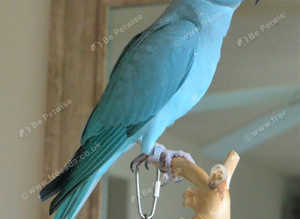 Stunning baby blue Indian ringnick parrot