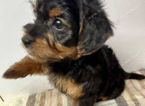 Beautiful friendly Jackapoo puppies