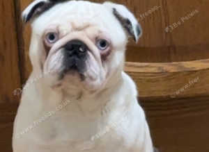 Pongo the pug stud