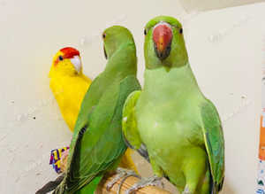 Beautiful young Indian ringnick parrot