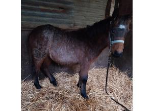 New forest colt
