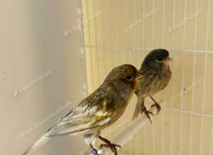 6 pairs of top bloodline canaries for sale..selling due 2 ill health