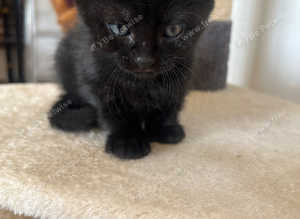 Kitten
