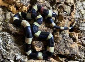 Oreo Pueblan Milk Snakes at Birmingham Reptiles