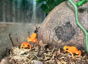 Golden Mantella Frogs at Birmingham Reptiles