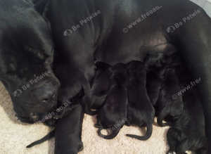 Cane corsos pups for sale