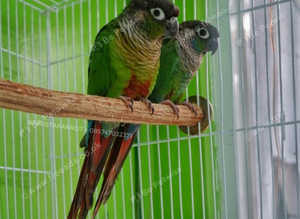 Stunning baby conure parrot