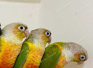Stunning baby conure parrot