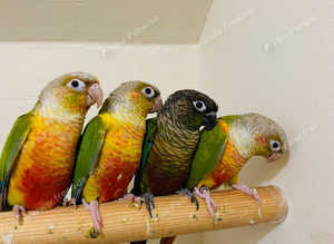 Stunning young conure parrot