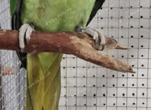 LOOK! Alexandrine Parrots