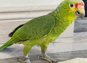 Stunning baby red crown Amazon parrot