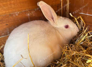 Male Rabbit