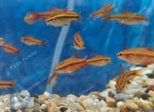 Cherry barbs